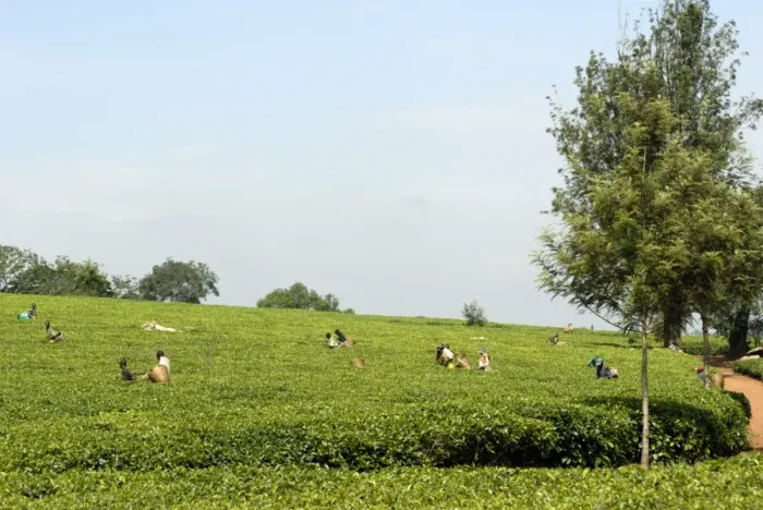 Framed Print : Tea estate, Ruwenzori Mountains Tea Estate, Uganda, East Africa, Africa