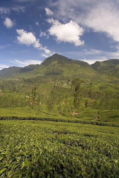 Tea estates in the Tea Hills