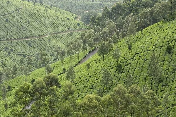Tea gardens in Devikulam, Kerala, India, Asia