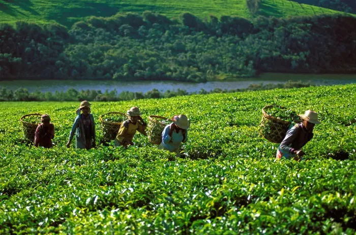 Framed Print : Tea harvest on Sahambavy estate near Fianarantsoa, Madagascar, Africa Framed Print : Tea harvest on Sahambavy estate near Fianarantsoa, Madagascar, Africa