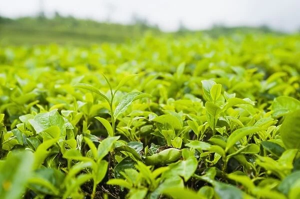 Tea leaf close up in a tea plantation near Bandung, Java, Indonesia, Southeast Asia, Asia