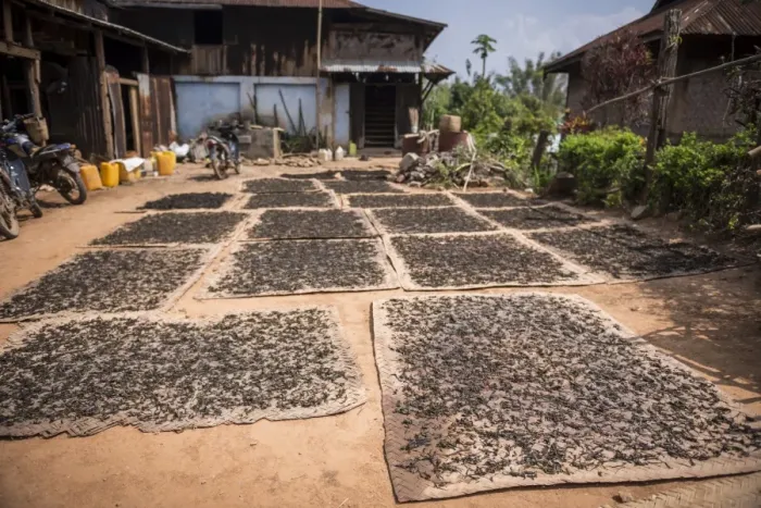Framed Print : Tea leaves drying, Hsipaw, Shan State, Myanmar (Burma), Asia Framed Print : Tea leaves drying, Hsipaw, Shan State, Myanmar (Burma), Asia