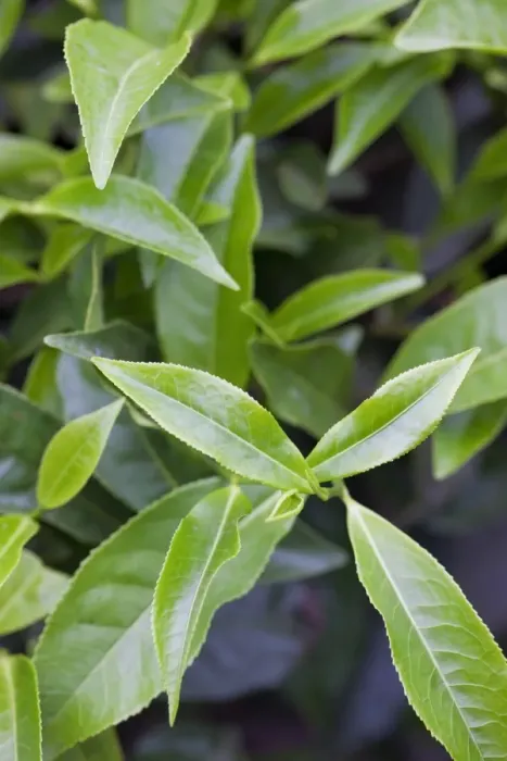 Framed Print : Tea leaves growing in a tea plantation in the mountains of Munnar, Kerala, India, Asia Framed Print : Tea leaves growing in a tea plantation in the mountains of Munnar, Kerala, India, Asia