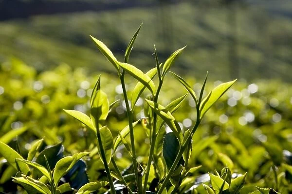 Tea leaves, Munnar, Kerala, India, Asia