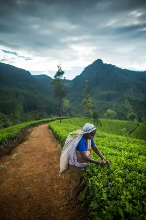 Framed Print : Tea picker, Haputale, Sri Lanka, Asia Framed Print : Tea picker, Haputale, Sri Lanka, Asia
