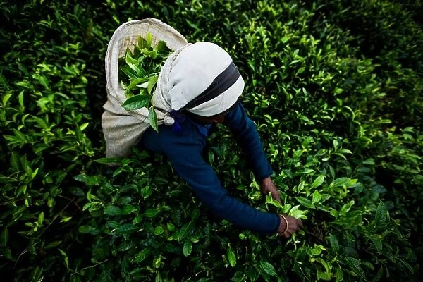 Tea picker, Haputale, Sri Lanka, Asia