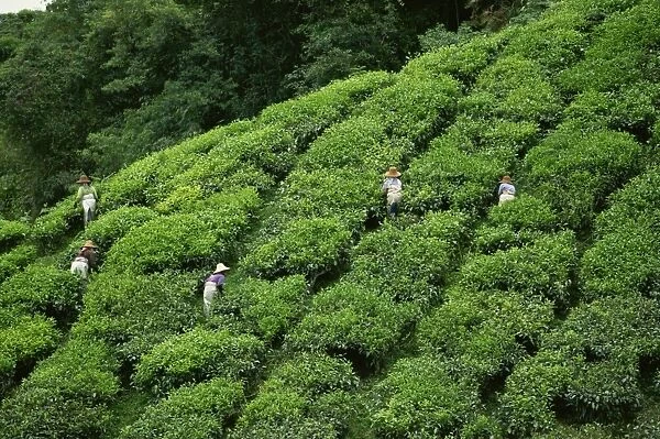 Tea pickers at the Sungai Palas Estate, Cameron Highlands, Perak, Malaysia