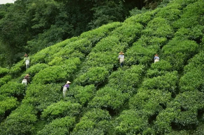 Framed Print : Tea pickers at the Sungai Palas Estate, Cameron Highlands, Perak, Malaysia Framed Print : Tea pickers at the Sungai Palas Estate, Cameron Highlands, Perak, Malaysia