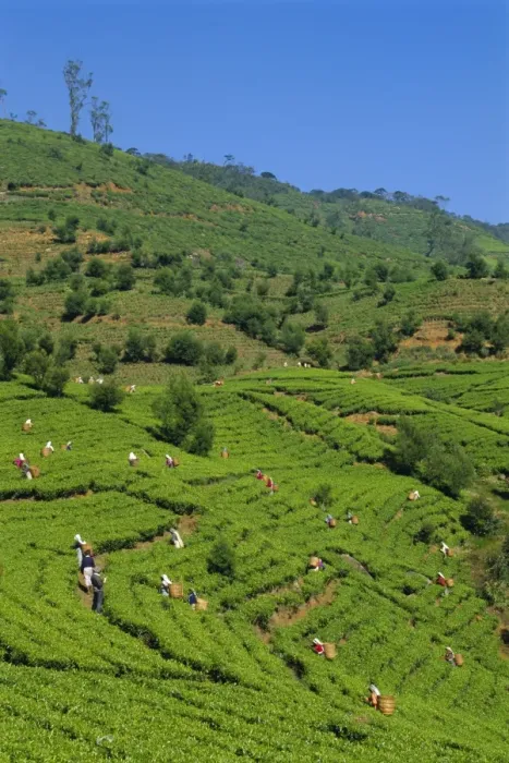 Framed Print : Tea pickers at work Framed Print : Tea pickers at work