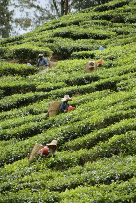 Framed Print : Tea picking Framed Print : Tea picking