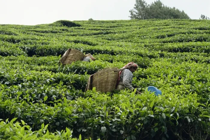 Framed Print : Tea picking Framed Print : Tea picking