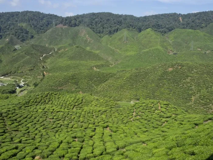 Framed Print : Tea plantation in the Cameron Highlands, Malaysia, Southeast Asia, Asia