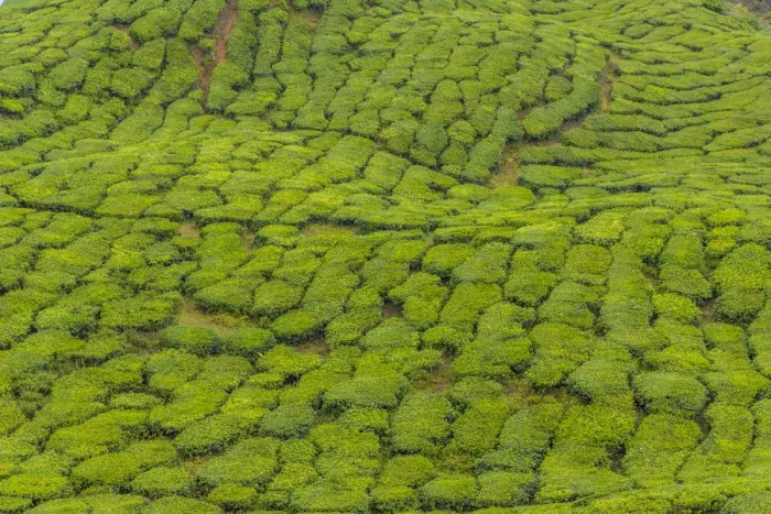 Framed Print : A tea plantation in Cameron Highlands, Pahang, Malaysia, Southeast Asia, Asia Framed Print : A tea plantation in Cameron Highlands, Pahang, Malaysia, Southeast Asia, Asia