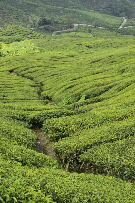 Framed Print : Tea Plantation, Cameron Highlands, Perak, Malaysia, Southeast Asia, Asia Framed Print : Tea Plantation, Cameron Highlands, Perak, Malaysia, Southeast Asia, Asia