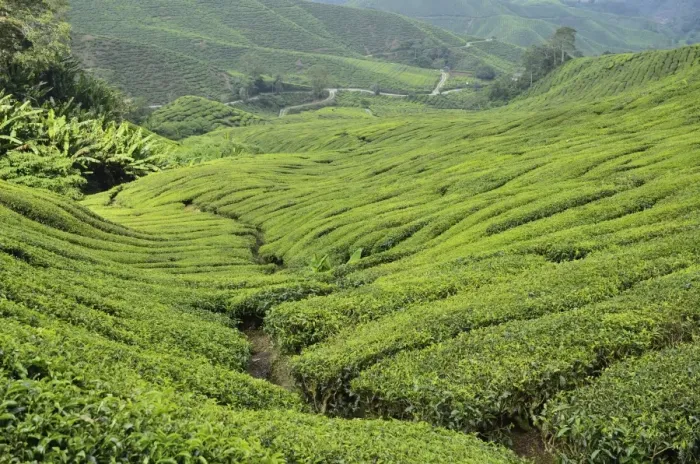 Framed Print : Tea Plantation, Cameron Highlands, Perak, Malaysia, Southeast Asia, Asia Framed Print : Tea Plantation, Cameron Highlands, Perak, Malaysia, Southeast Asia, Asia