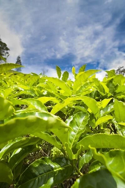 Tea plantation close up in Cameron Highlands, Malaysia, Southeast Asia, Asia