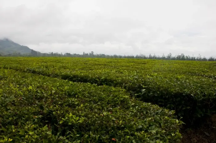 Framed Print : Tea plantation, Highlands, Papua New Guinea, Pacific Framed Print : Tea plantation, Highlands, Papua New Guinea, Pacific