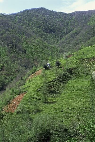 Tea plantation in the hills near Trabzon in Anatolia
