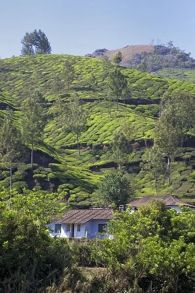 Tea plantation in the mountains of Munnar, Kerala, India, Asia