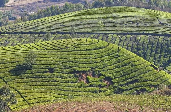 Tea plantation in the mountains of Munnar, Kerala, India, Asia