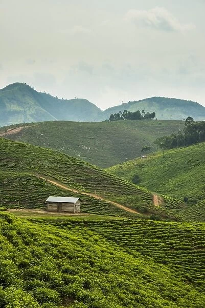 Tea plantation in the mountains of southern Uganda, East Africa, Africa