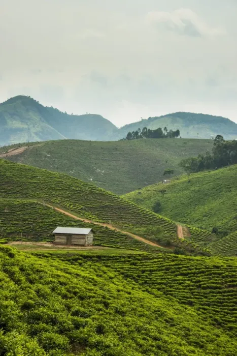 Framed Print : Tea plantation in the mountains of southern Uganda, East Africa, Africa Framed Print : Tea plantation in the mountains of southern Uganda, East Africa, Africa
