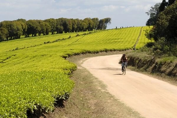 Tea plantation, Mufindi, Tanzania, East Africa, Africa