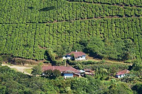 Tea plantation, Munnar, Kerala, India, Asia