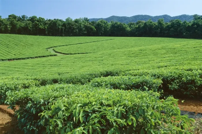 Framed Print : Tea plantation by the Palmerston Highway, near Nerada, Atherton Tableland Framed Print : Tea plantation by the Palmerston Highway, near Nerada, Atherton Tableland