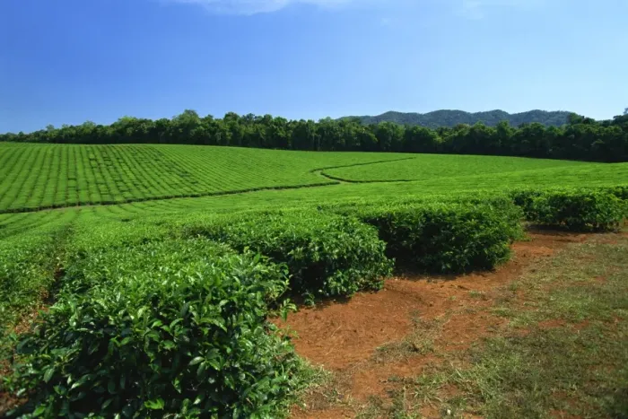 Framed Print : Tea plantation by the Palmerston Highway, near Nerada, Atherton Tableland Framed Print : Tea plantation by the Palmerston Highway, near Nerada, Atherton Tableland