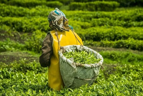 Tea plantation in the Virunga mountains, Rwanda, Africa