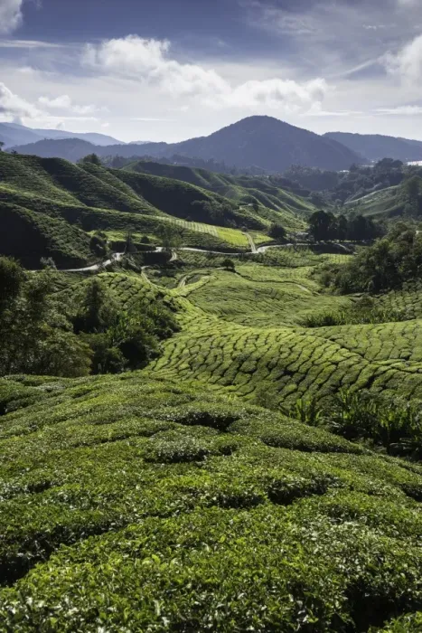 Framed Print : Tea plantations in the Cameron Highlands, Malaysia, Southeast Asia, Asia Framed Print : Tea plantations in the Cameron Highlands, Malaysia, Southeast Asia, Asia