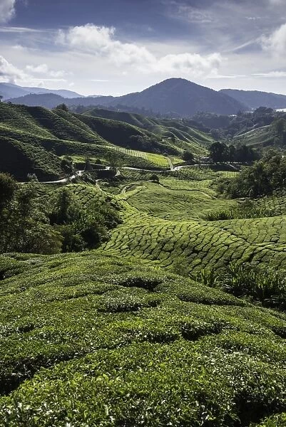 Tea plantations in the Cameron Highlands, Malaysia, Southeast Asia, Asia