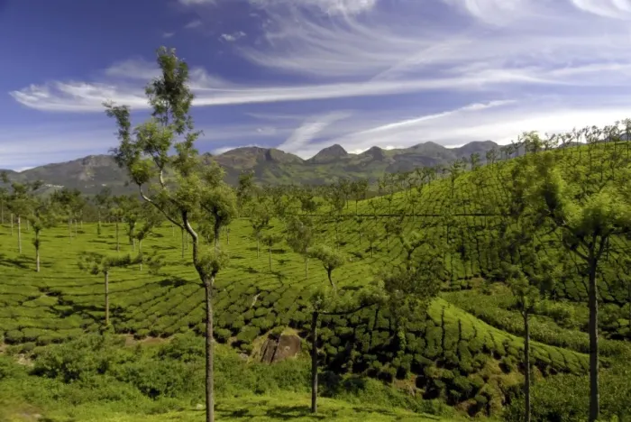 Framed Print : Tea plantations, Devikulam, near Munnar, India, Asia Framed Print : Tea plantations, Devikulam, near Munnar, India, Asia