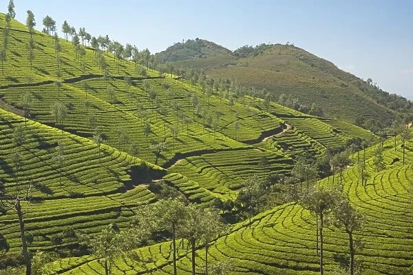 Tea plantations dotted with silver oak trees covering the Cardamom Hills in the southern Western Ghats in southeastern Kerala