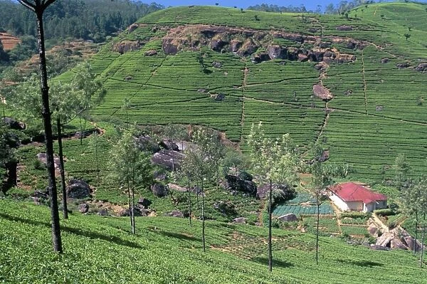 Tea plantations in the hills in the Nuwara Eliya region