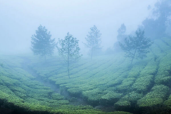 Tea plantations in mist, Munnar, Western Ghats Mountains, Kerala, India, Asia