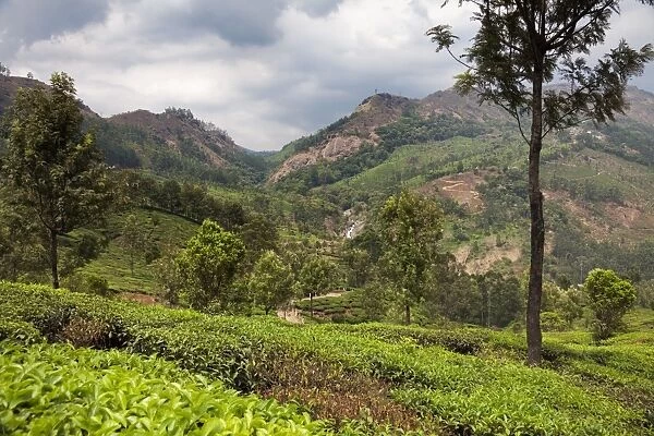 Tea plantations in the mountains of Munnar, Kerala, India, Asia