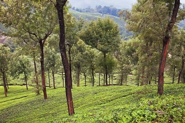 Tea plantations in Munnar, Kerala, India, Asia