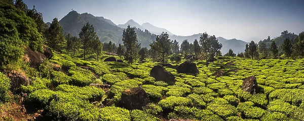 Tea plantations, Munnar, Western Ghats Mountains, Kerala, India, Asia
