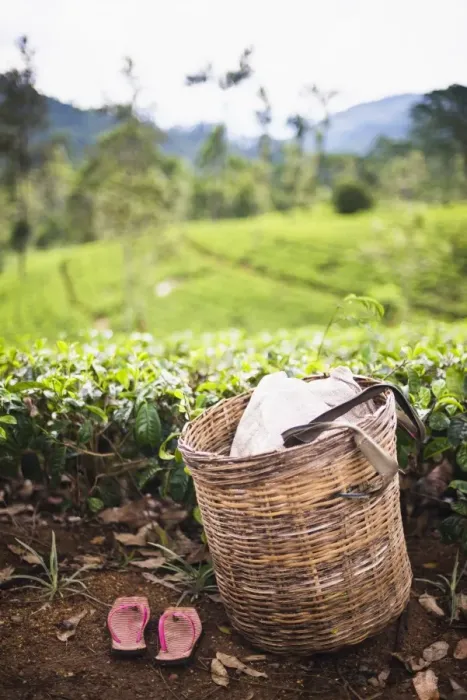 Framed Print : Tea pluckers basket and shoes at a tea plantation, Central Highlands, Nuwara Eliya District, Sri Lanka, Asia Framed Print : Tea pluckers basket and shoes at a tea plantation, Central Highlands, Nuwara Eliya District, Sri Lanka, Asia