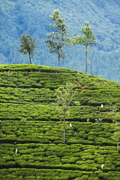 Tea pluckers working at a tea plantation in the the Central Highlands, Nuwara Eliya District, Sri Lanka, Asia