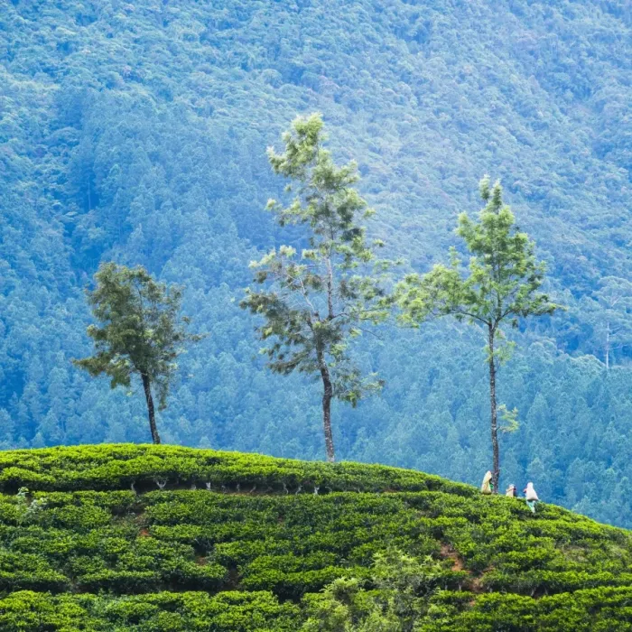 Framed Print : Tea pluckers working at a tea plantation in the the Central Highlands, Nuwara Eliya District, Sri Lanka, Asia Framed Print : Tea pluckers working at a tea plantation in the the Central Highlands, Nuwara Eliya District, Sri Lanka, Asia