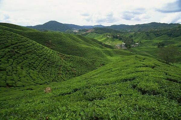 Tea at the Sungai Palas Estate, Cameron Highland, Perak Province, Malaysia