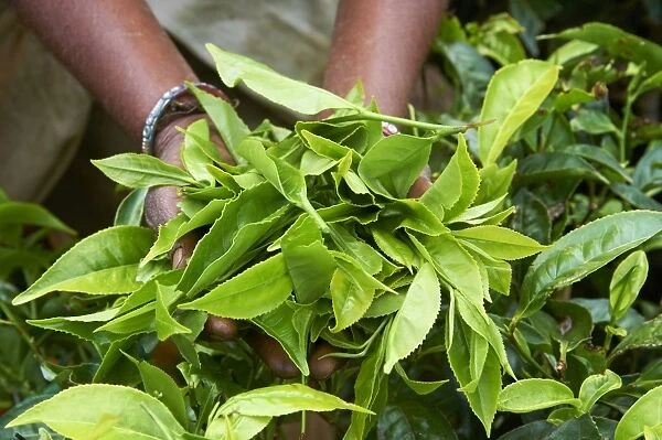 Tea, tea plantations, Munnar, Kerala, India