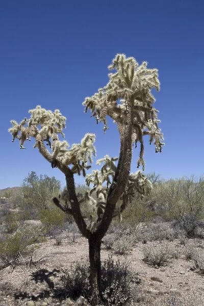 Teddy Bear Cholla cactus (Cylindropuntia Bigelovil), West-Tucson Mountain District, Saguaro National Park, Arizona, United States of America, North America