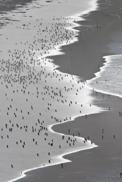Framed Print : Teeming with life, Gentoo penguins (Pygoscelis papua) on the beach, the Neck, Saunders Island, Falkland Islands, South America Framed Print : Teeming with life, Gentoo penguins (Pygoscelis papua) on the beach, the Neck, Saunders Island, Falkland Islands, South America