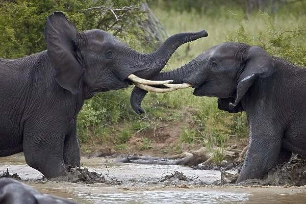 Two teenaged male African elephant (Loxodonta africana) playing, Kruger National Park, South Africa, Africa