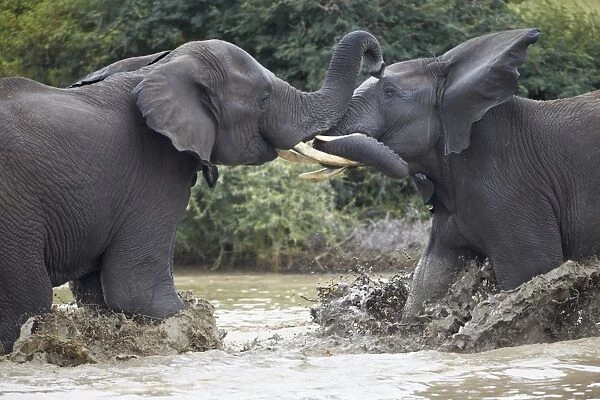 Two teenaged male African Elephant (Loxodonta africana) playing, Kruger National Park, South Africa, Africa