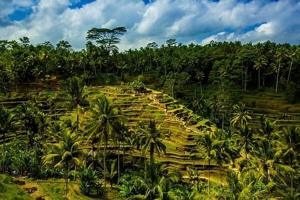 Tegalalang Terraced Rice Paddy, Bali, Indonesia, Southeast Asia, Asia